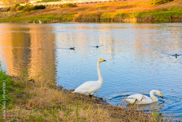 Obraz 晩秋の広瀬川と白鳥
