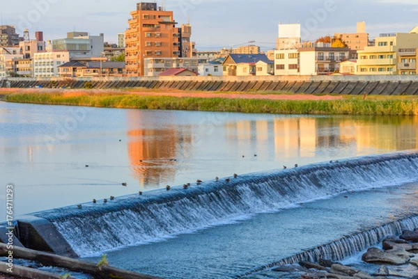 Obraz 晩秋の広瀬川と白鳥
