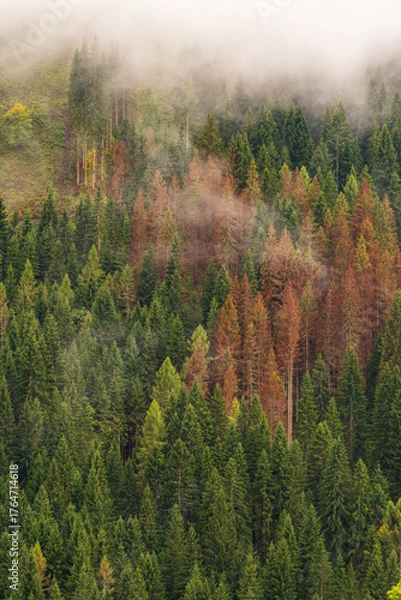 Fototapeta Beautiful mist-covered autumn landscapes in the Dolomites, Italy.- trees, mist, fog, and churches