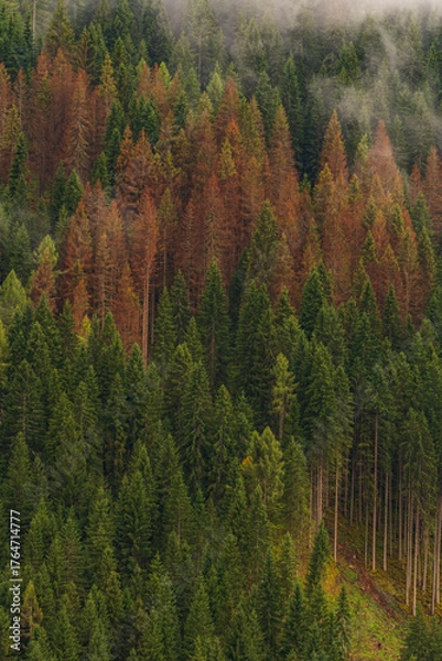 Fototapeta Beautiful mist-covered autumn landscapes in the Dolomites, Italy.- trees, mist, fog, and churches