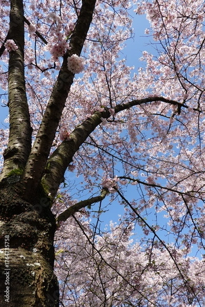 Obraz Cherry Blossoms in Spring