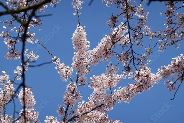Obraz Cherry Blossoms in Spring