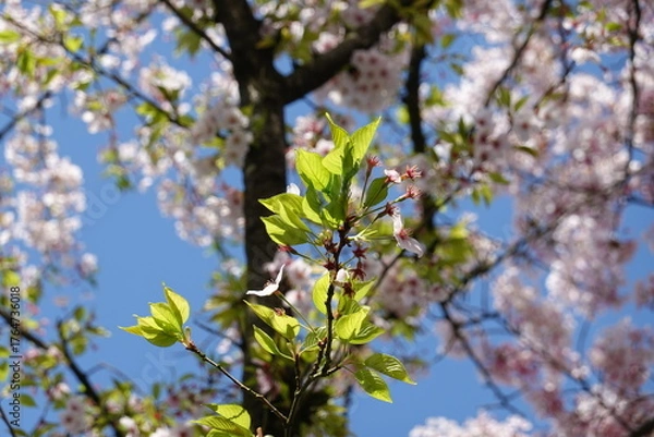 Obraz Cherry Blossoms in Spring