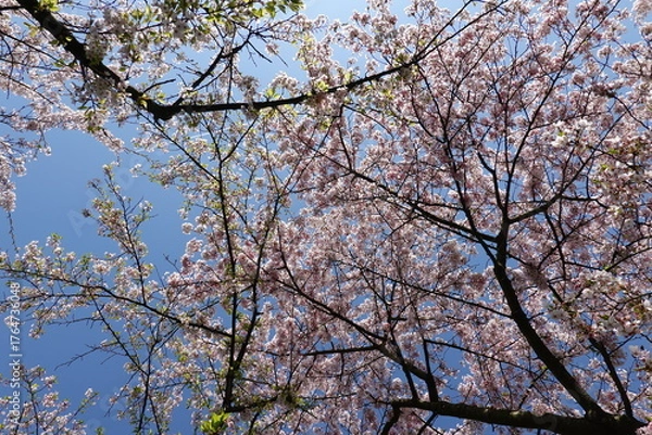 Obraz Cherry Blossoms in Spring
