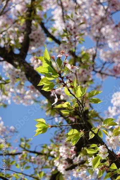 Obraz Cherry Blossoms in Spring