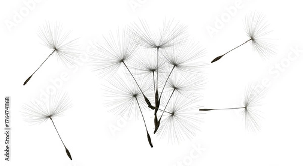 Fototapeta Close-up of a dandelion seed head with detached, floating seeds against black