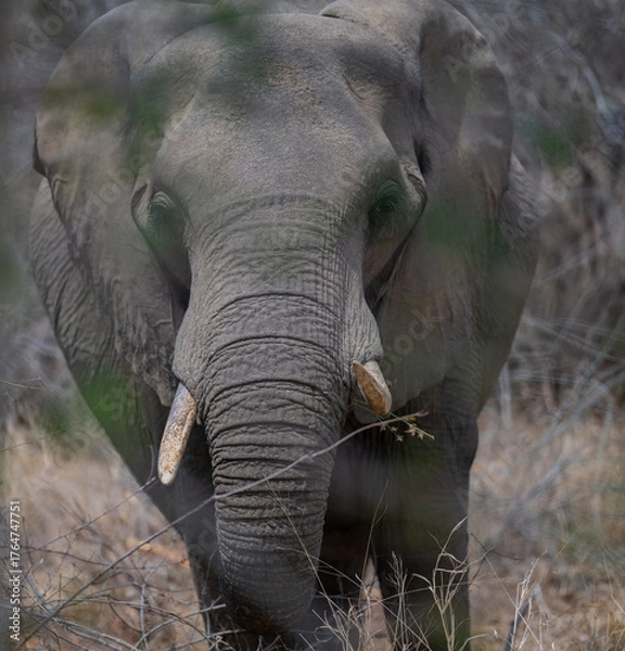 Obraz Elefant im Busch vom Krüger National Park - Kruger Nationalpark Südafrika