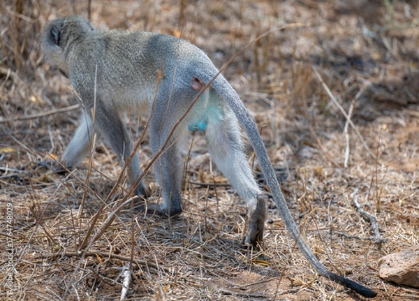 Fototapeta Südliche Grünmeerkatze - Affe im Busch vom Krüger National Park Südafrika