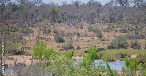 Obraz Landschaft - Flora Botanik Busch im Krüger National Park - Kruger Nationalpark