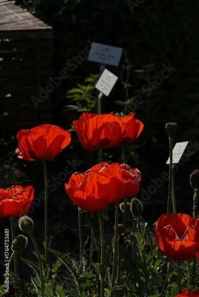 Obraz Spring Botanical Garden in Belgium