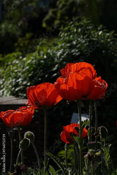 Obraz Spring Botanical Garden in Belgium