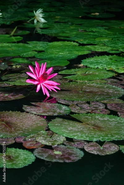 Obraz Spring Botanical Garden in Belgium