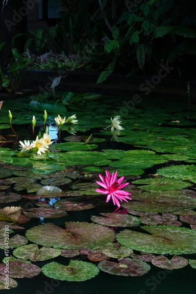 Obraz Spring Botanical Garden in Belgium