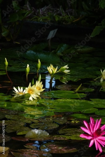 Obraz Spring Botanical Garden in Belgium