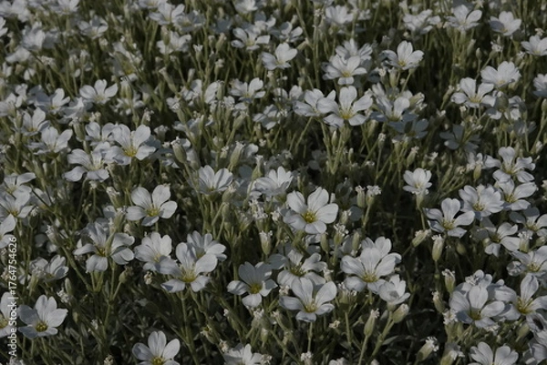Obraz Spring Botanical Garden in Belgium