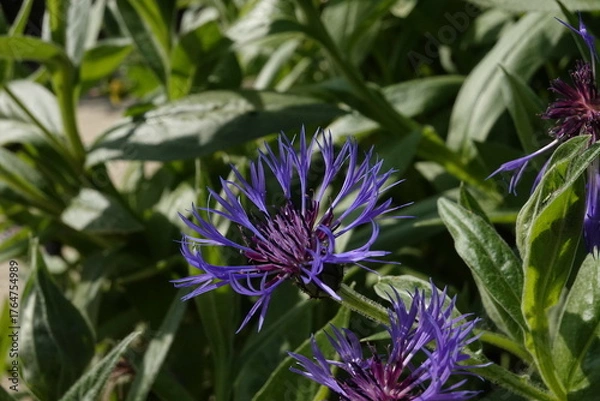 Obraz Spring Botanical Garden in Belgium