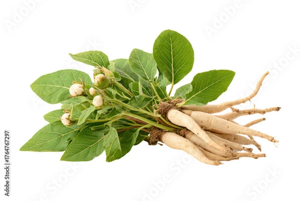 Obraz Fresh Ashwagandha plant with roots leaves and berries on black background herb medicinal, Isolated On Transparent Background, Png Cut Out