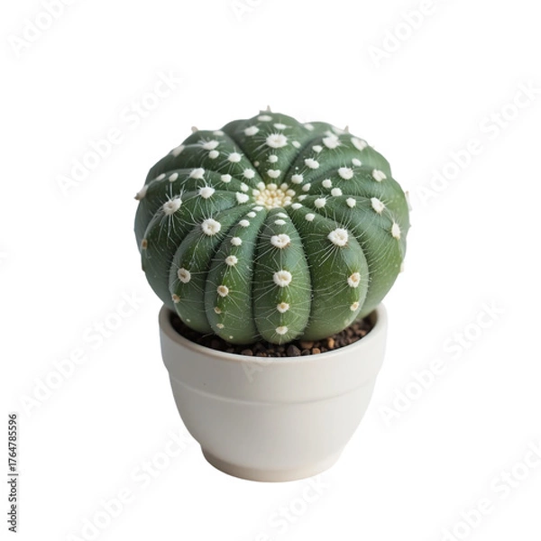 Fototapeta Small Round Green Cactus With White Dots In A White Pot Against A Transparent Background Transparent Background