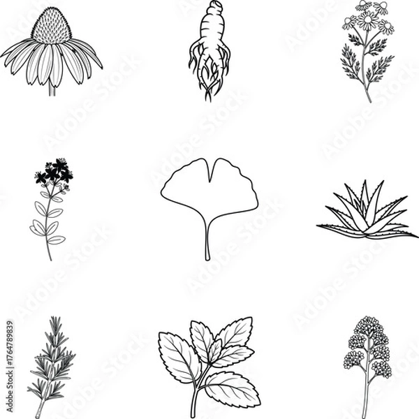 Fototapeta Vector art of collection of medicinal herbs