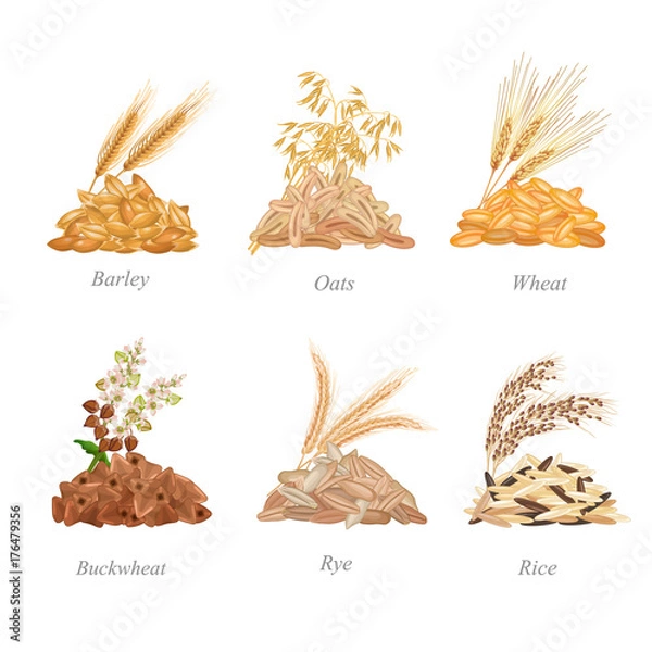 Fototapeta Sześć partii zbóż z roślinami w pobliżu / W partiach są ziarna jęczmienia, owsa, pszenicy, gryki, żyta i ryżu