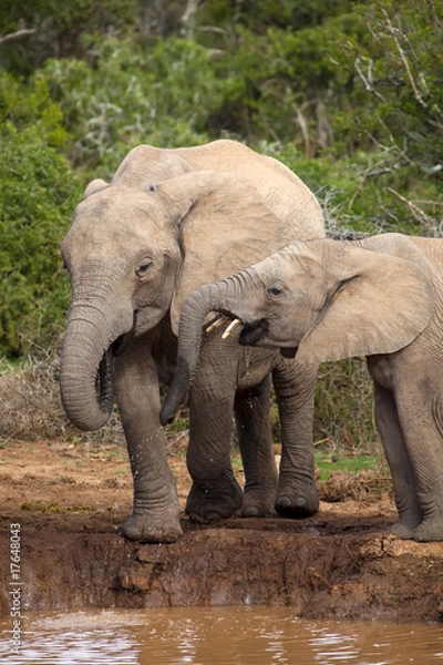 Fototapeta Thirsty Elephants