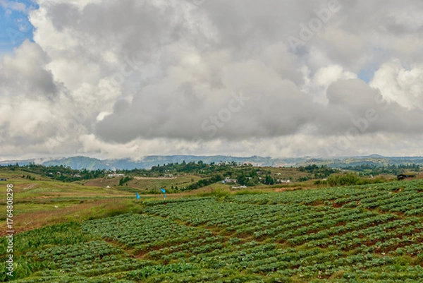 Fototapeta Cabbage fields in Meghalaya