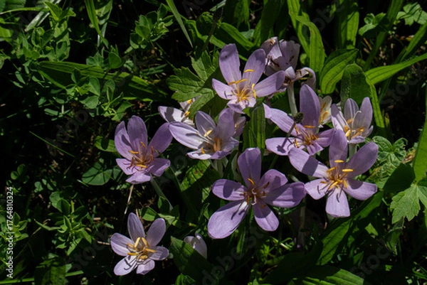 Obraz klein aber schön