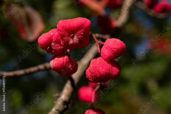 Obraz Pfaffenhütchen