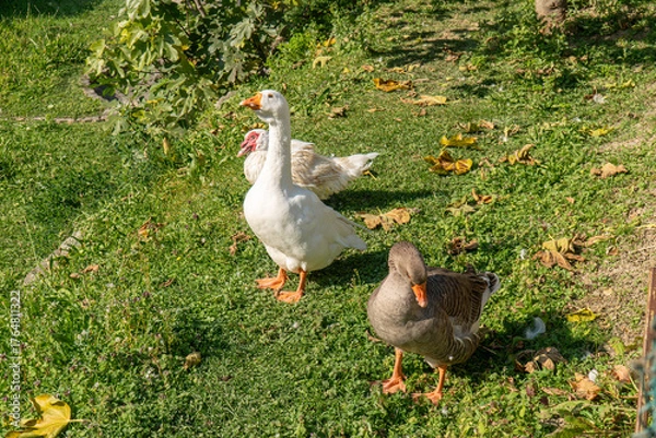 Obraz Gänse bei Brusio