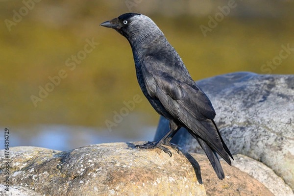 Obraz Jackdaw
