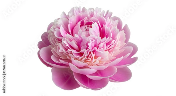 Fototapeta Pink Peony Flower Isolated on White Background image