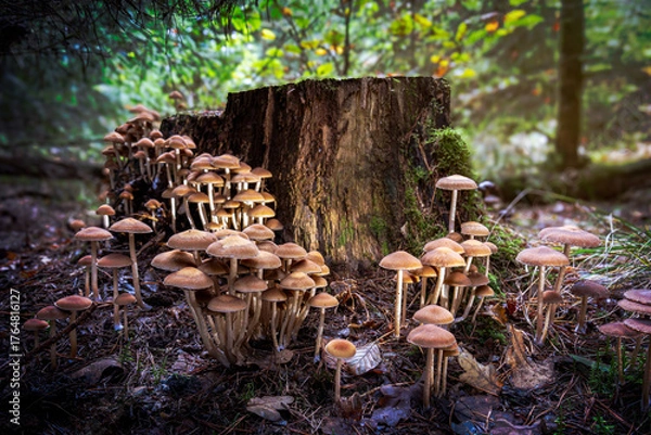 Obraz Beautiful brown-orange mushrooms in a group near a sawn-off rotting tree trunk in the nature park near Dwingeloo, the Netherlands