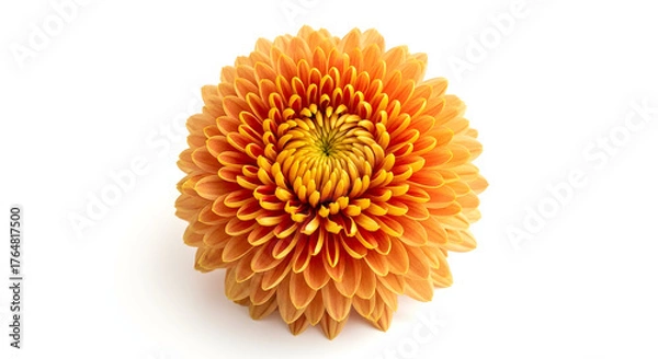 Fototapeta Single Orange Chrysanthemum Flower Isolated On White