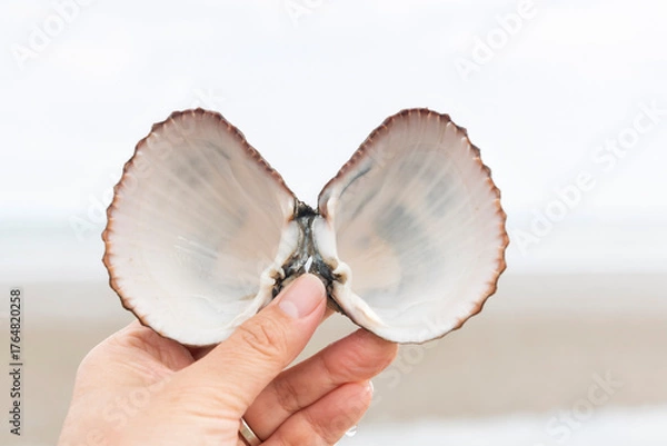 Fototapeta Large rough cockle shells still attached to each other