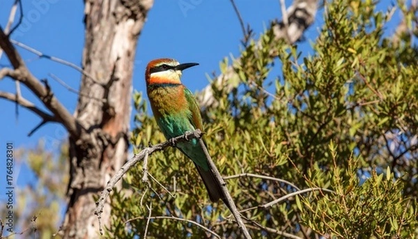 Obraz Colorful bird perched on branch