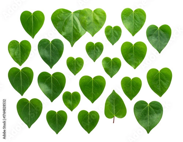 Obraz A collection of bright green heart-shaped leaves, isolated against a black background. Botanical texture and composition