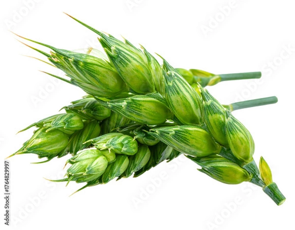 Obraz A detailed, close-up shot of a bundle of vibrant, immature wheat stalks against a stark black background