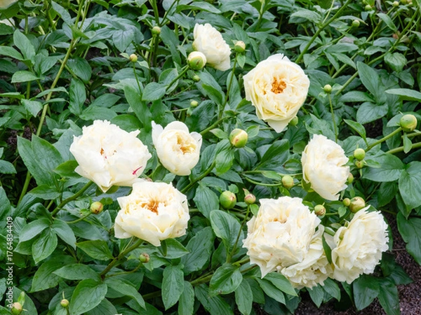 Obraz peony park