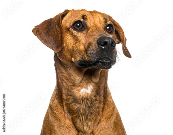 Obraz Adorable brown dog portrait, looking upwards with attentive eyes against a clean black background