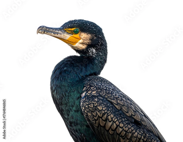 Fototapeta Cormorant bird portrait against a black background, showcasing its blue-black plumage and bright eye