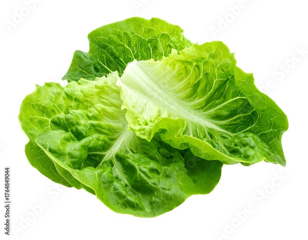 Fototapeta Crisp, fresh green lettuce leaves layered against a black background showing texture and light play