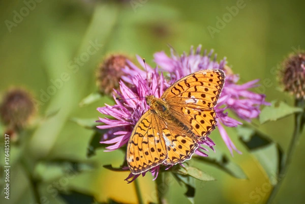 Fototapeta Dark green fritillary (Speyeria aglaja) butterfly rests on a knapweed flower (Centaurea jacea)