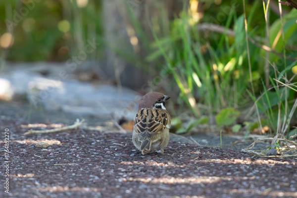 Obraz 太った雀の背中・後ろ向き