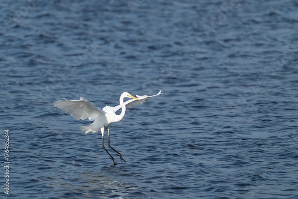 Obraz 着水の瞬間の白鷺
