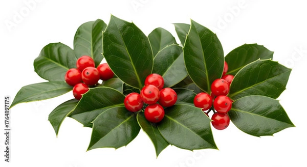 Fototapeta Close-up of glossy green leaves and bright red berries