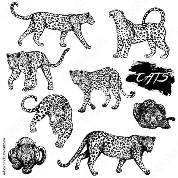 Fototapeta Set of hand drawn sketch style leopards. Vector illustration isolated on white background.