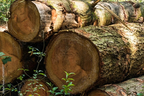 Obraz Boomstammen langs pad