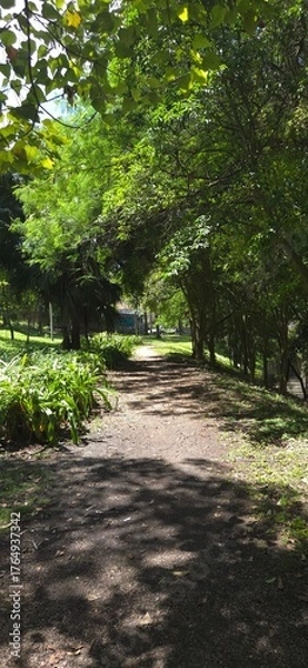 Fototapeta Early path.