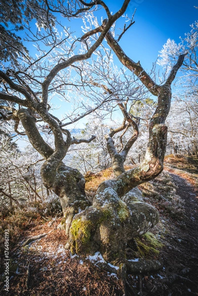 Fototapeta Twisted tree branches covered in frost against a blue sky.