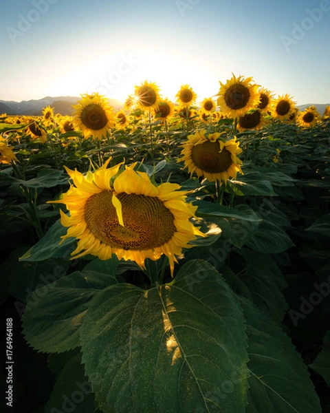 Obraz Sunflowers bathed in golden hour light, facing the setting sun.